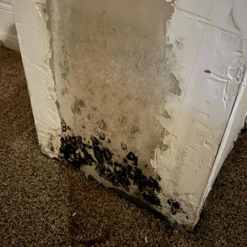 Professional Mold Removal in Byron, CA